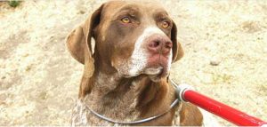 honden vangstok hondenvangstok dieren stok vangen vang gevaarlijke veilig safe catchpole kwaliteit veilige stevig diervriendelijk